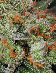 Bubble Gum Auto Feminisierte Samen