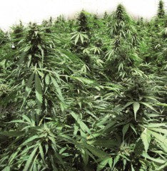 Semillas feminizadas de Northern Hog ​​Auto