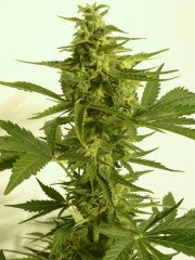 Semillas feminizadas de Critical Hog Auto