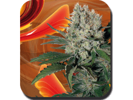 Semillas feminizadas Syrup Auto