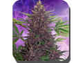 Semillas feminizadas Purple Kush Auto
