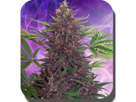 Purple Kush Auto Feminisierte Samen