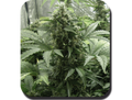 Semillas feminizadas de White Dwarf Auto