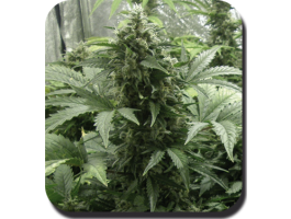 Semillas feminizadas de White Dwarf Auto
