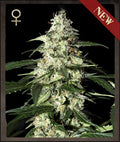 Semillas feminizadas de Skunk Auto