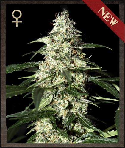 Semillas feminizadas de Skunk Auto