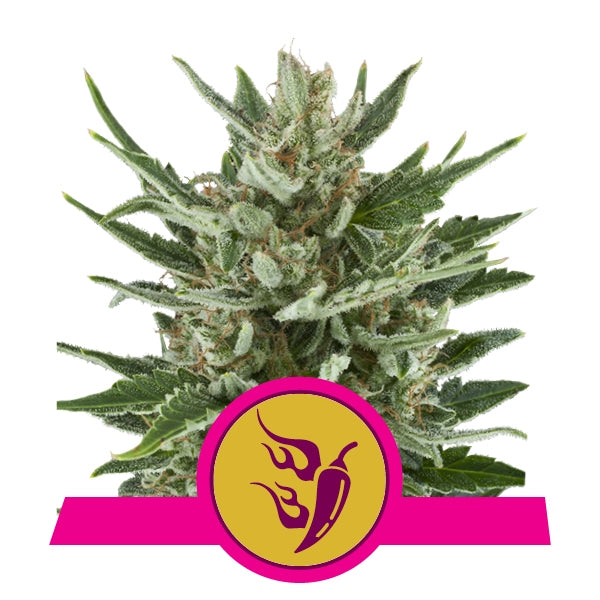 Speedy Chile FAST VERSION Feminised Seeds