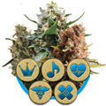 Medizinische CBD-Mischung, feminisierte Samen