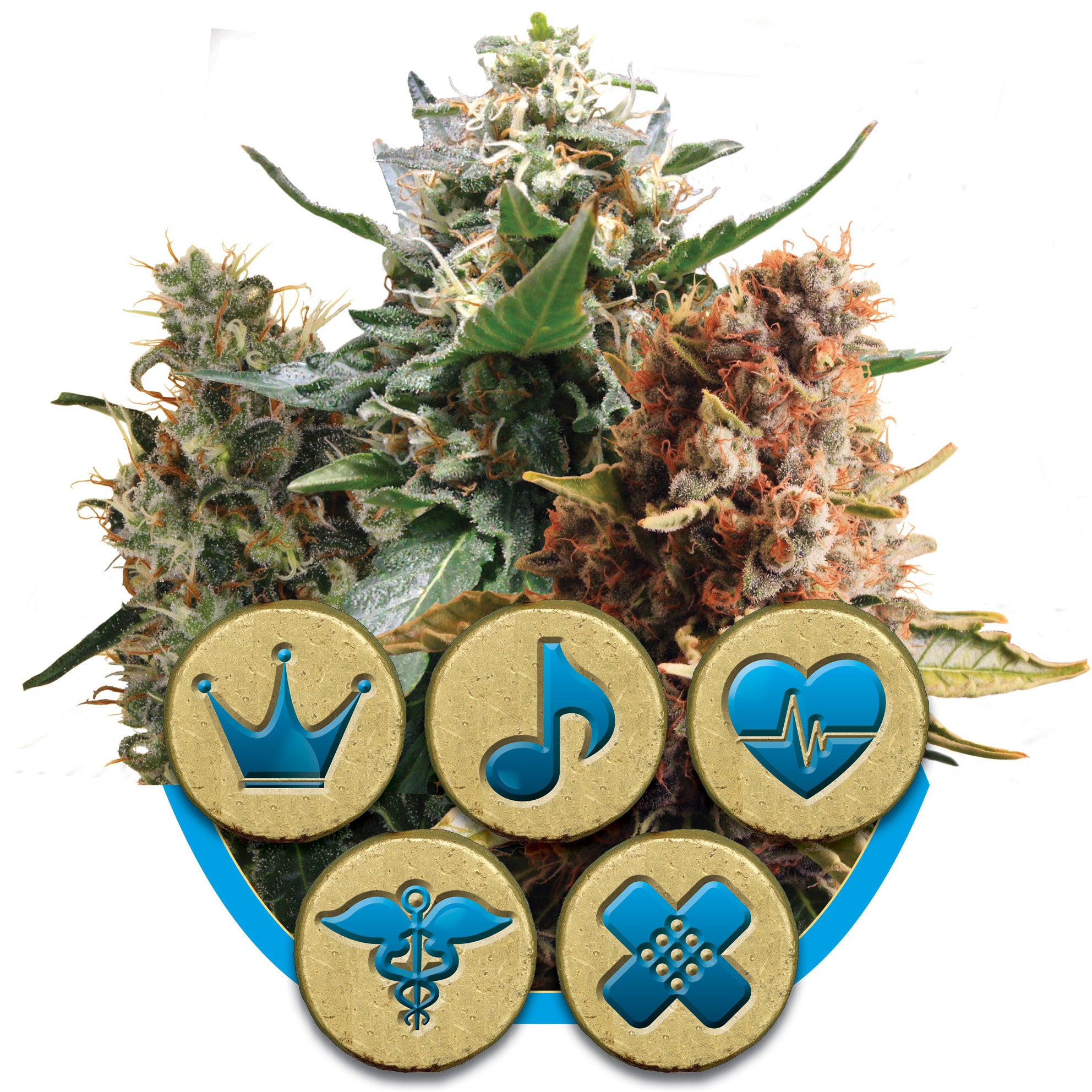 Medizinische CBD-Mischung, feminisierte Samen