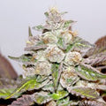 Semillas feminizadas de Mendocino Purple Kush