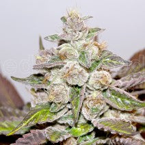 Semillas feminizadas de Mendocino Purple Kush