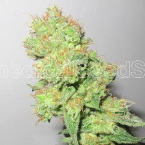 Semillas feminizadas de CBD Y Griega