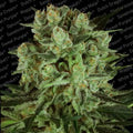 Durga Mata I:I CBD Feminised Seeds