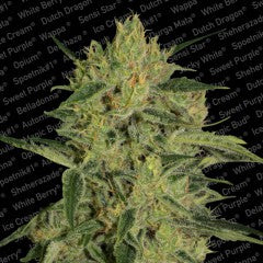 Semillas feminizadas Nebula I:I CBD