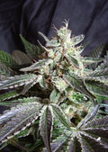 Semillas feminizadas Black Jack F1 FAST Version