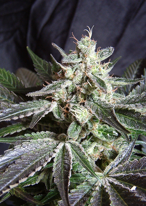 Semillas feminizadas Black Jack F1 FAST Version