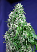 Big Devil F1 FAST Version Feminised Seeds