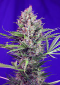 Cream Mandarine F1 FAST Version Feminisierte Samen