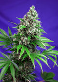 Killer Kush F1 FAST Version Feminisierte Samen