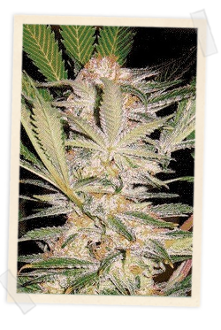 S.A.D. F1 FAST Version Feminised Seeds