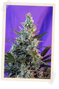 Sweet Skunk F1 FAST Version Feminisierte Samen