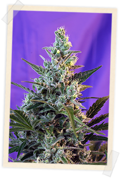 Semillas feminizadas Sweet Skunk F1 FAST Version