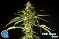 Semillas feminizadas de Philo Skunk