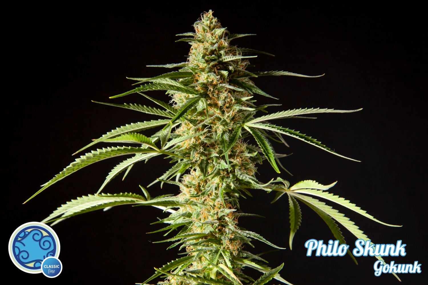 Semillas feminizadas de Philo Skunk