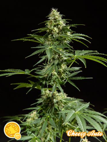 Semillas feminizadas Cheesy Auto