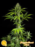 Semillas feminizadas de Fraggle Skunk Auto