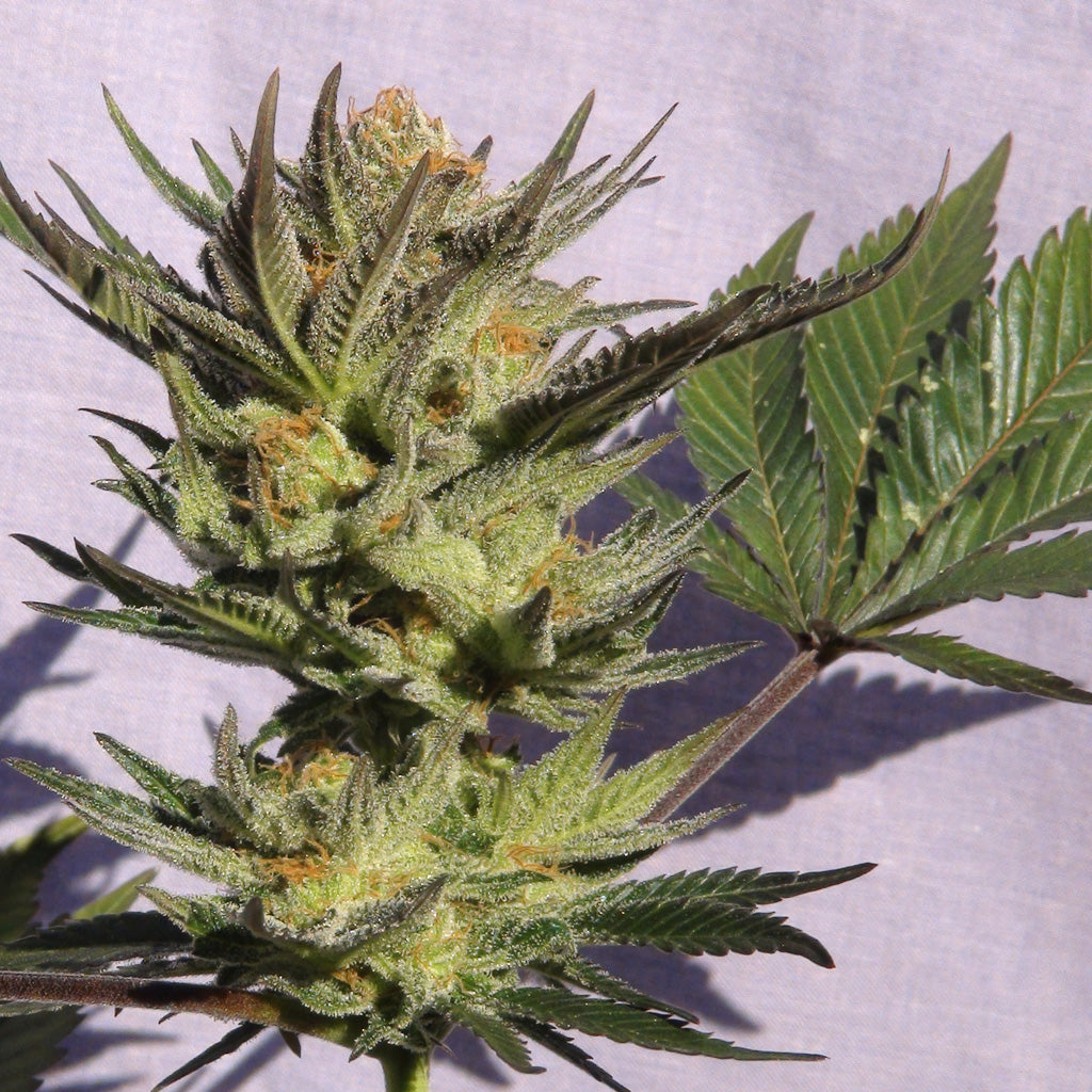 Semillas feminizadas de Gypsy Kush (Faraona)