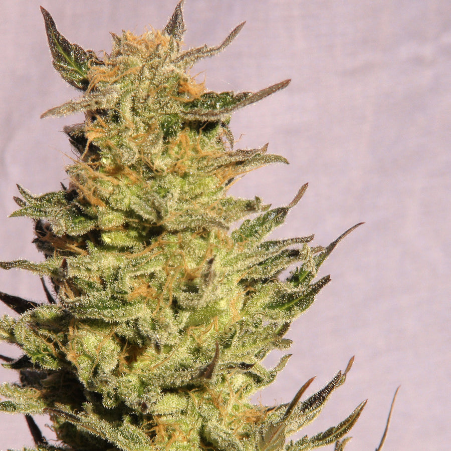 Indica Cream (Kreamy Karamel) Feminised Seeds
