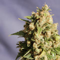 Kiss (Big Northern) Feminised Seeds