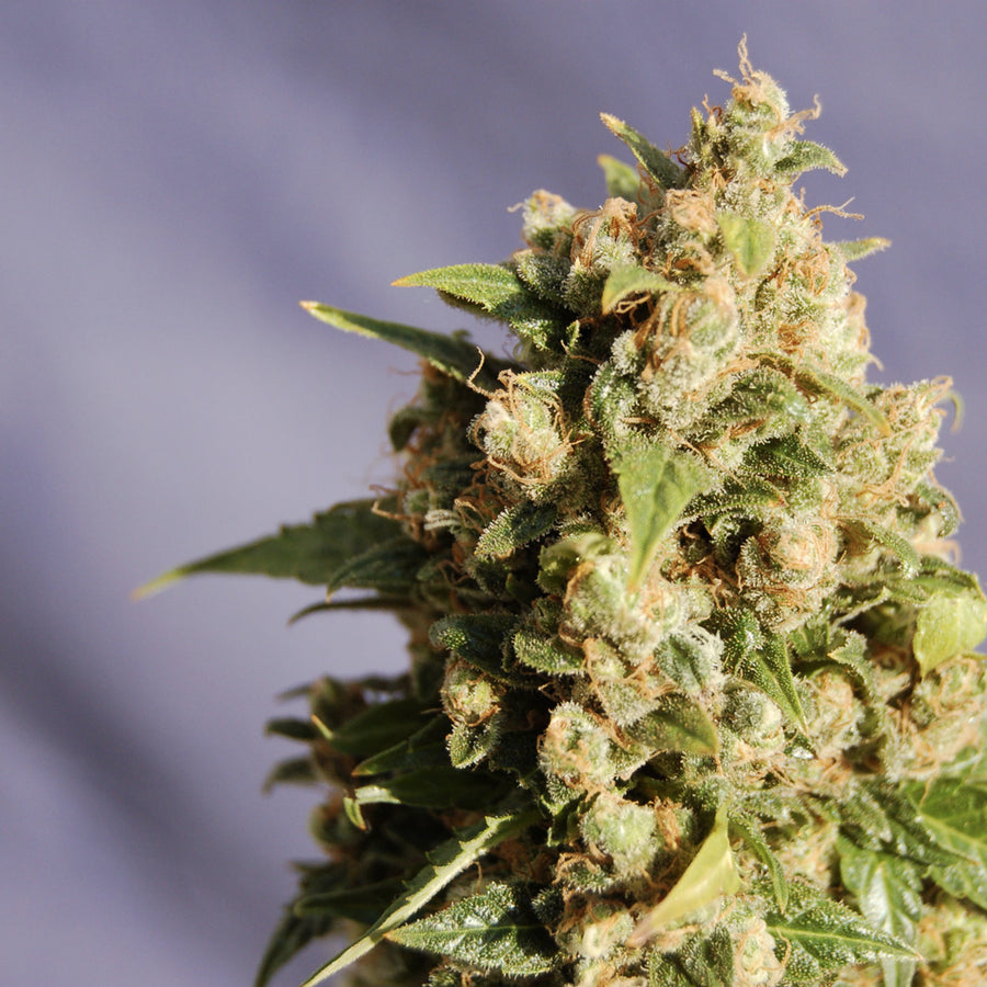 Kiss (Big Northern) Feminised Seeds