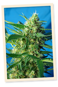 NYC Diesel Auto (ehemals Ice Cool Auto) Feminisierte Samen