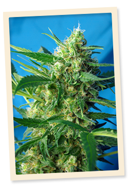 NYC Diesel Auto (ehemals Ice Cool Auto) Feminisierte Samen