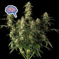 Amnesia Auto Feminisierte Samen