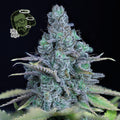 Jack Herer feminisierte Samen