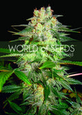 Semillas feminizadas de Afghan Kush Ryder Auto