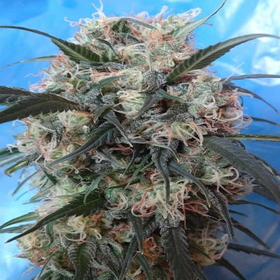 Kali China Feminised Seeds