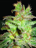 Northern Light x Big Bud Feminisierte Samen