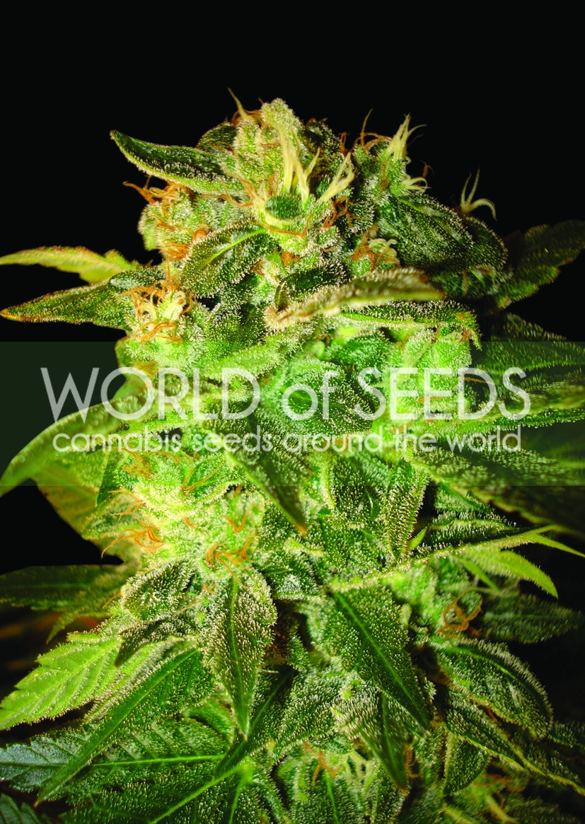 Sugar Mango Ryder Auto Feminisierte Samen