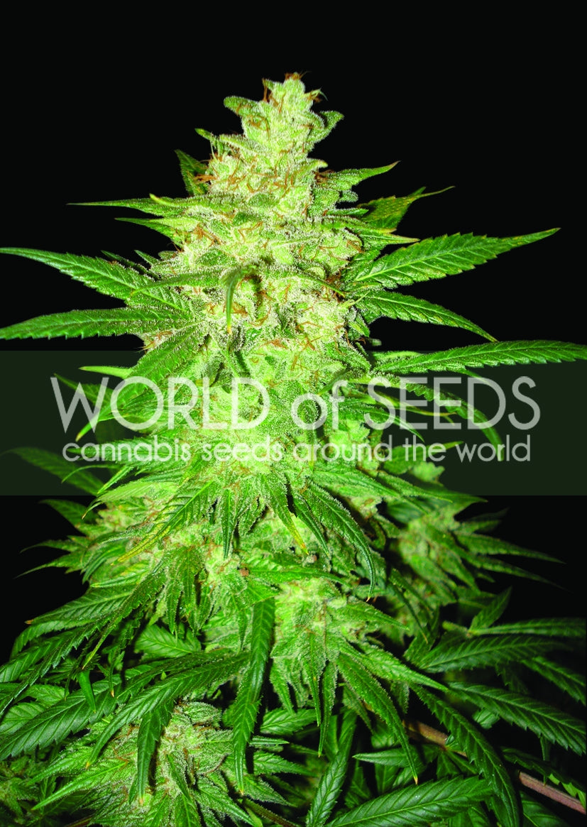 Semillas feminizadas de Colombian Gold Ryder (anteriormente Sweet Coffee Ryder) Auto