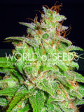 Semillas feminizadas de Mazar x White Rhino