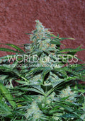 Semillas feminizadas de Amnesia Auto