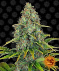 Semillas feminizadas de Blueberry Cheese Auto