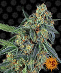 Semillas feminizadas de Cookies Kush