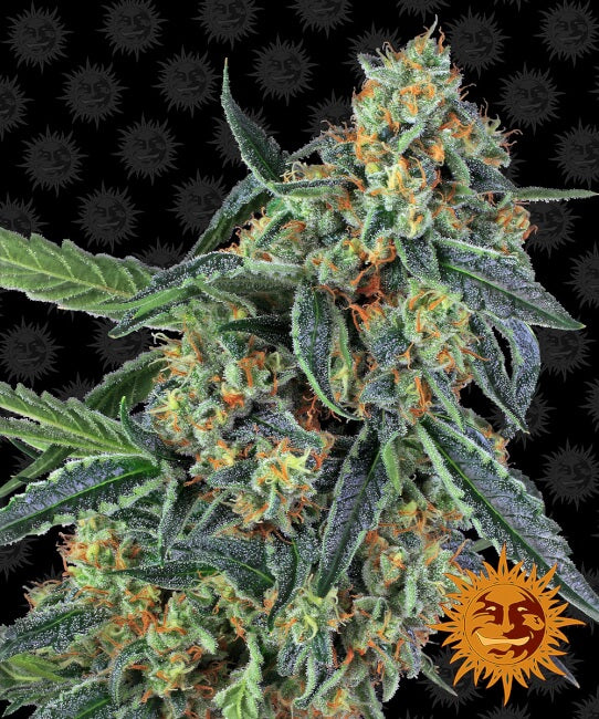 Semillas feminizadas de Cookies Kush