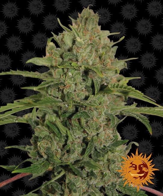 Semillas feminizadas Triple Cheese