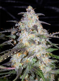 Semillas feminizadas de Toof Decay Auto